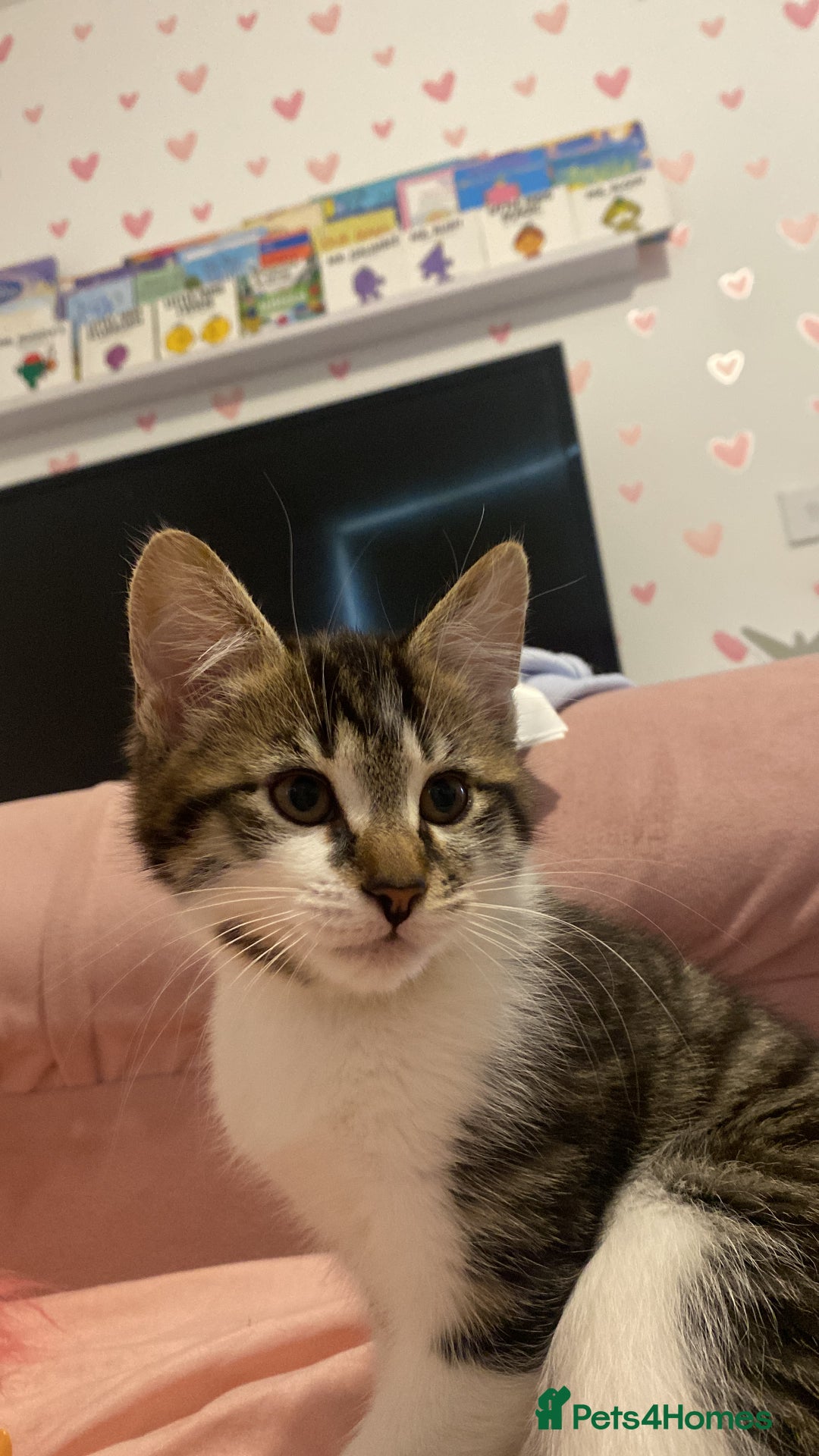 Norwegian Forest Cat cats for sale: Our special boy - Advert 2