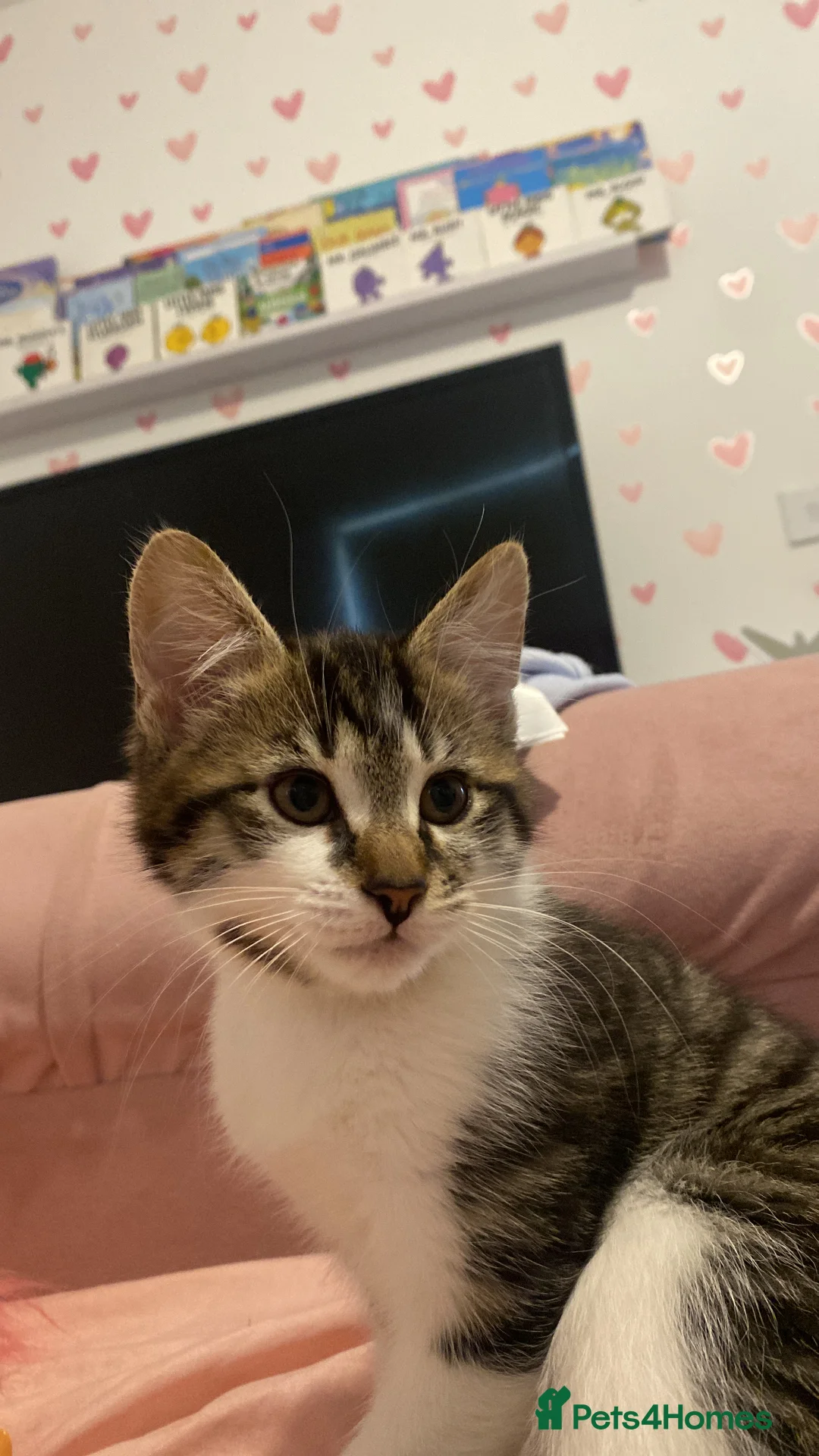 Norwegian Forest Cat cats for sale: Our special boy - Advert 2