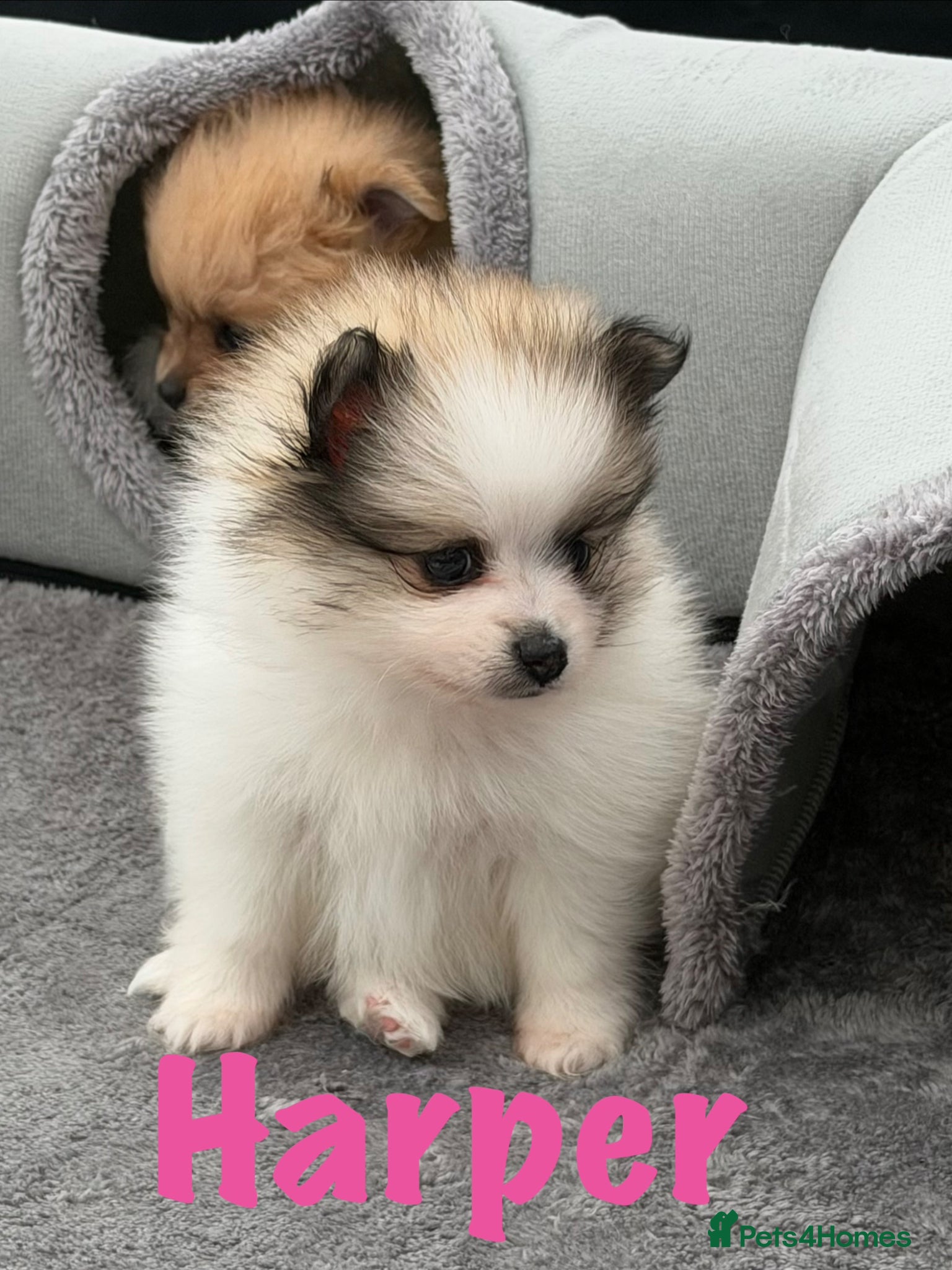 Pomeranian dogs for sale: Pomeranian Puppies Available To Reserve Now in Manchester - Advert 19