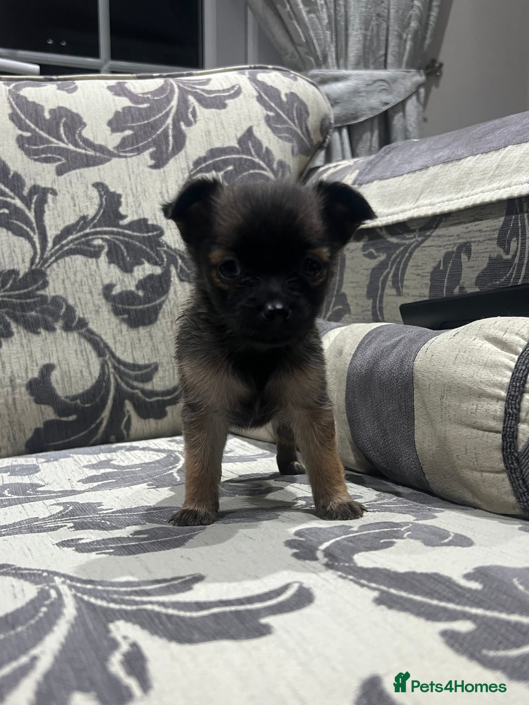 Jack Chi dogs for sale: Adorable Chihuahua x jack Russell  - Advert 4