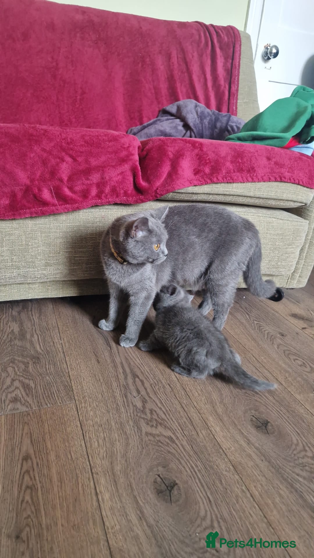 British Shorthair cats British shorthair kittens last 3 - Advert 3