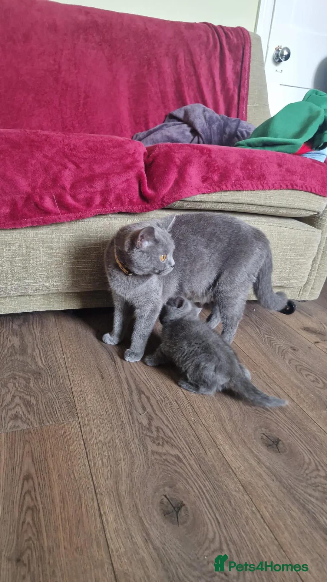 British Shorthair cats for sale: British shorthair kittens last 3 in Crewe - Advert 1