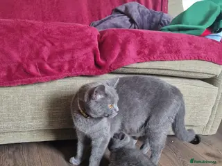 British Shorthair cats British shorthair kittens last 3 - Advert 4