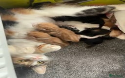Mixed Breed cats for sale: Cute, Cuddly Kittens 💝 - Image 9