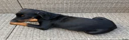 Dobermann dogs for sale: Champion and working lines KC Doberman litter - Advert 8