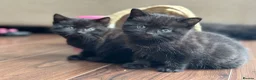 British Shorthair cats for sale: 🐾Beautiful Black British Shorthair Cross Kittens in Letchworth Garden City - Advert 38