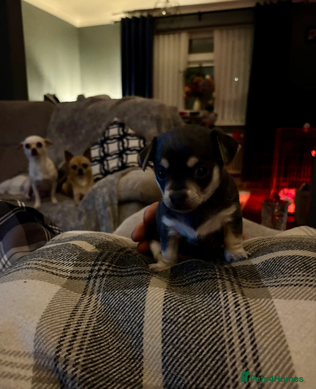 Chihuahua dogs for sale: Female chihuahua ready 08.03.26 - Advert 6