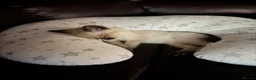 Siamese cats for sale: Smokey the Siamese - Advert 5