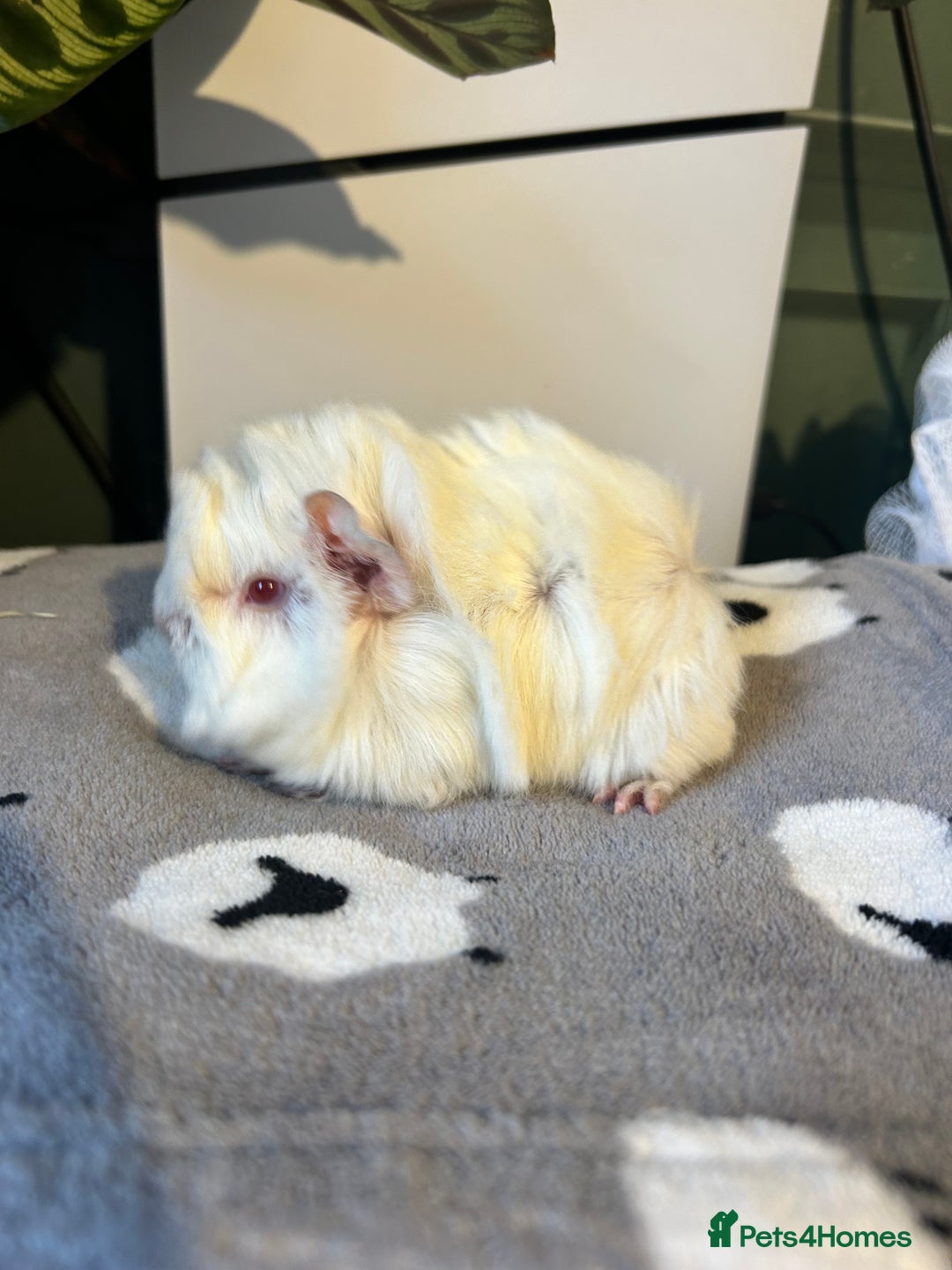 Guinea Pig rodents for sale: A pair left of male Peruvians REDUCED  - Advert 6