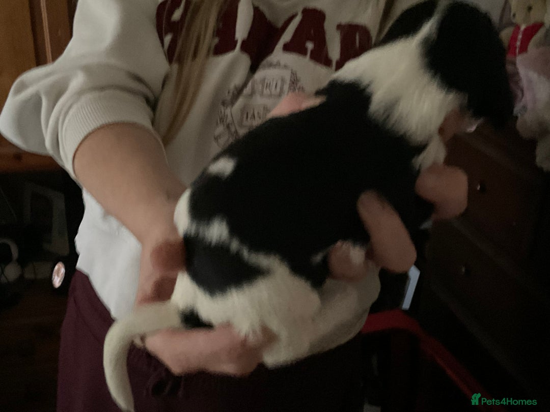 English Springer Spaniel dogs for sale: ESS RKC reg pups - Advert 6