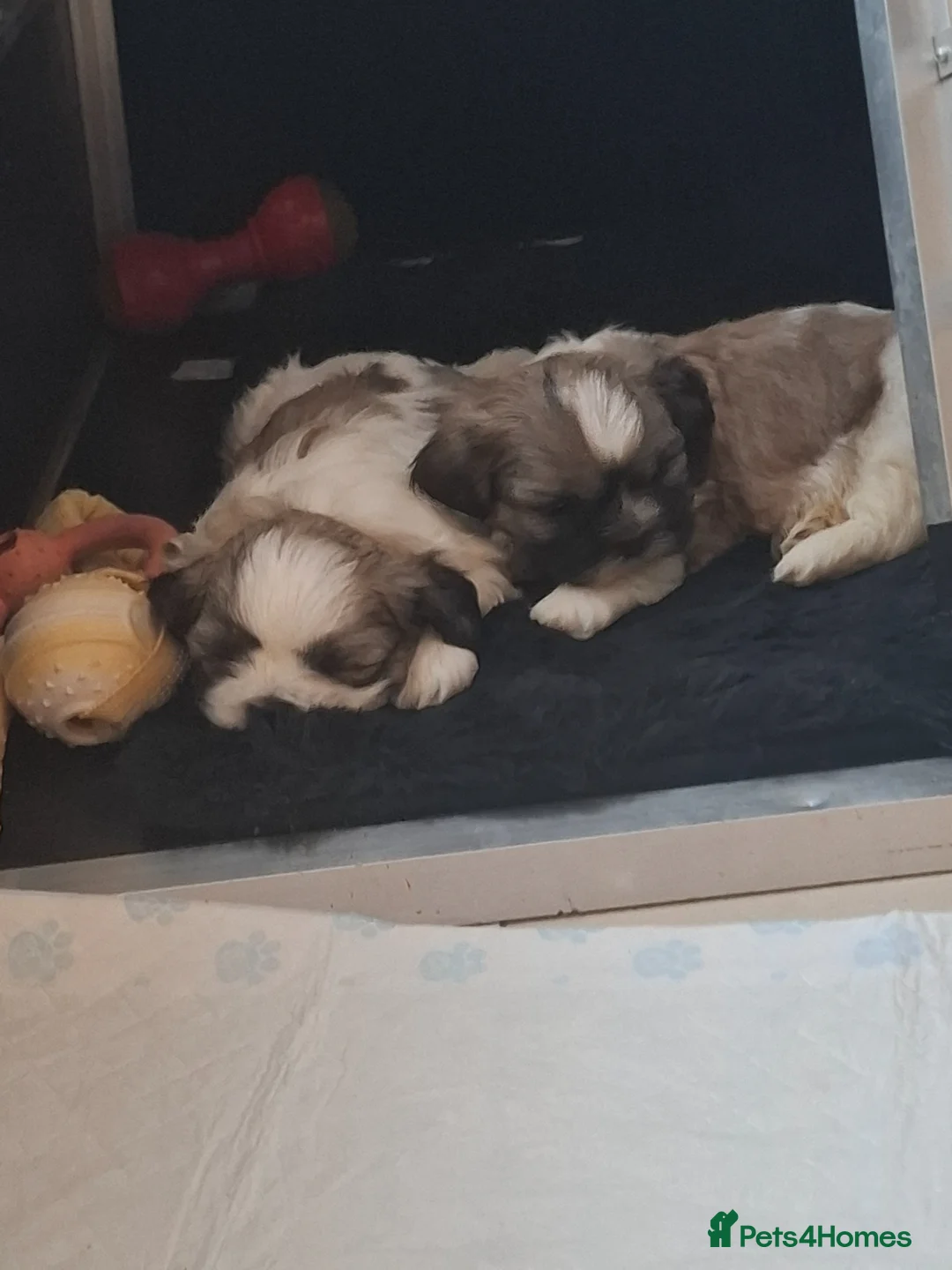 Shih Tzu dogs for sale: Gorgeous Shih tzu puppies! - Advert 7