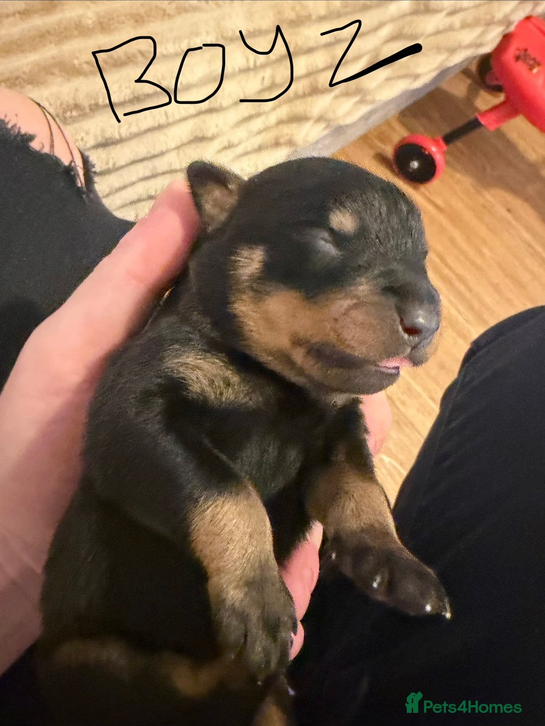 Rottweiler dogs for sale: Chunky Rottweiler puppies! - Advert 18