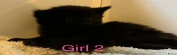 British Longhair cats for sale: Fluffy girl kittens  in Norwich - Advert 6