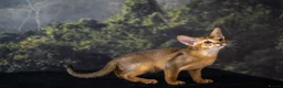 Abyssinian cats for sale: Caspian Boy - elegant, unique champion line🥇 - Advert 29