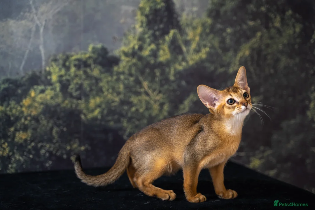 Abyssinian cats for sale: Caspian- boy, unique champion line🥇READ TO GO! - Advert 2