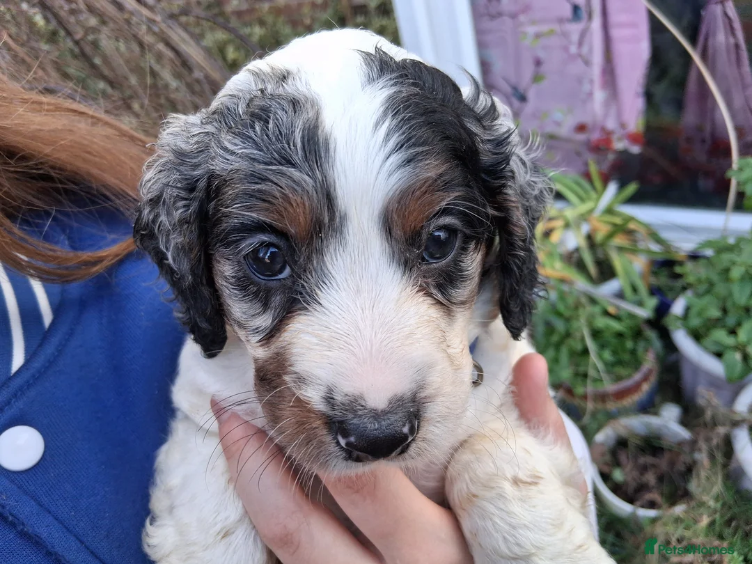 Cockapoo dogs for sale: Stunning cockerpoo puppies ready mid March - Advert 7