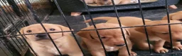 Labrador Retriever dogs for sale: Fox Red Labradors, KC registered, Health Checked. - Advert 17
