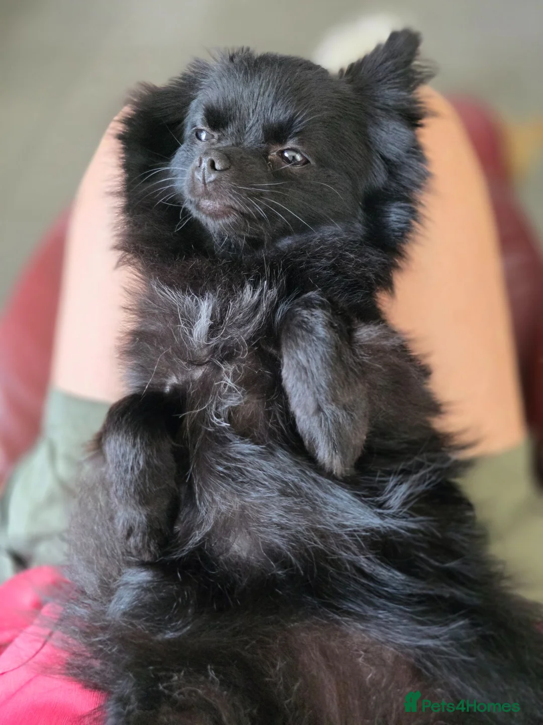 Pomchi dogs for sale: Tiny 18 months old Pomchi Girl 🐾🩷 - Advert 2