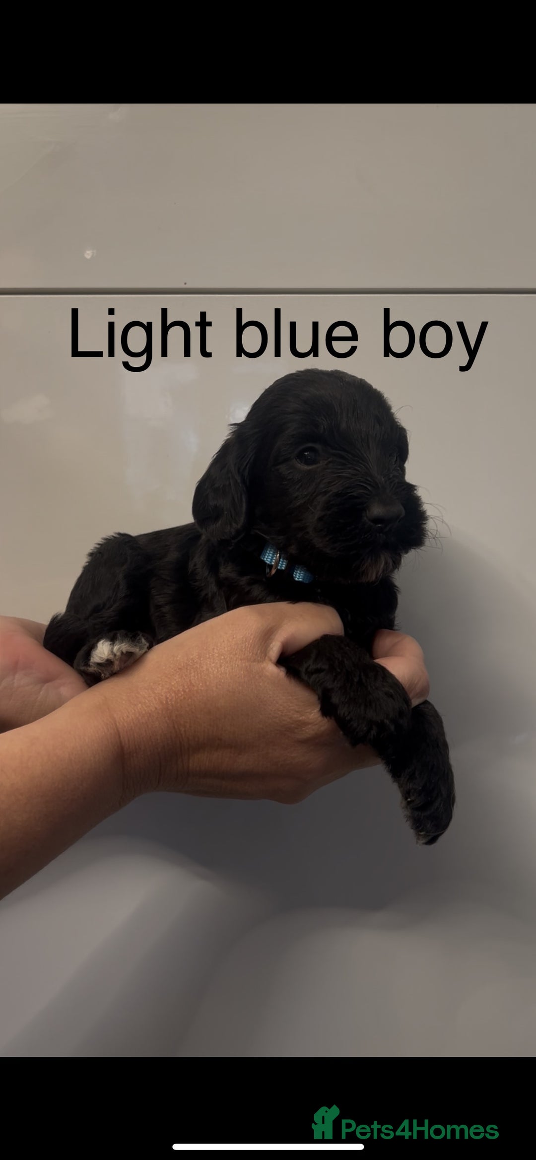 Cockapoo dogs for sale: Cockapoo puppies - Image 20