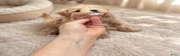 Maltipoo dogs for sale: 💎🧸  Quality Asian Maltipoo DNA clear💎🧸   - Advert 33