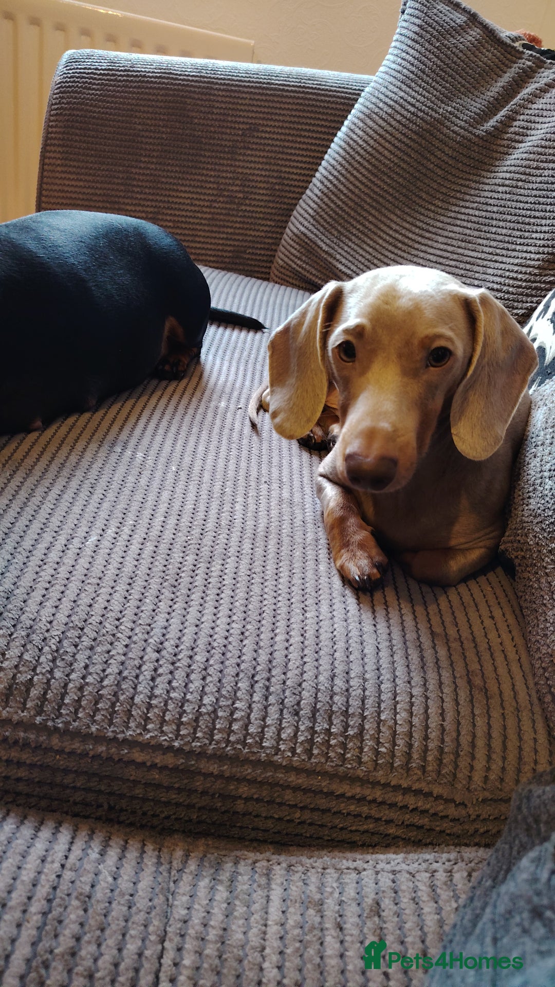 Miniature Dachshund dogs for stud: Miniature dachshund - Advert 3