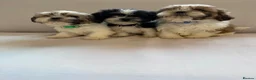Shih Tzu dogs for sale: Shih Tzu puppies - Advert 19