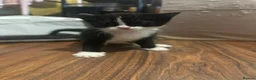Mixed Breed cats for sale: 9 beautiful kittens in London - Advert 11