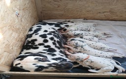 Dalmatian dogs for sale: Pedigree Dalmatian Puppies - Image 3