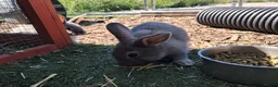 Netherland Dwarf rabbits for sale: Netherland dwarf x mini lop baby rabbits  - Advert 4