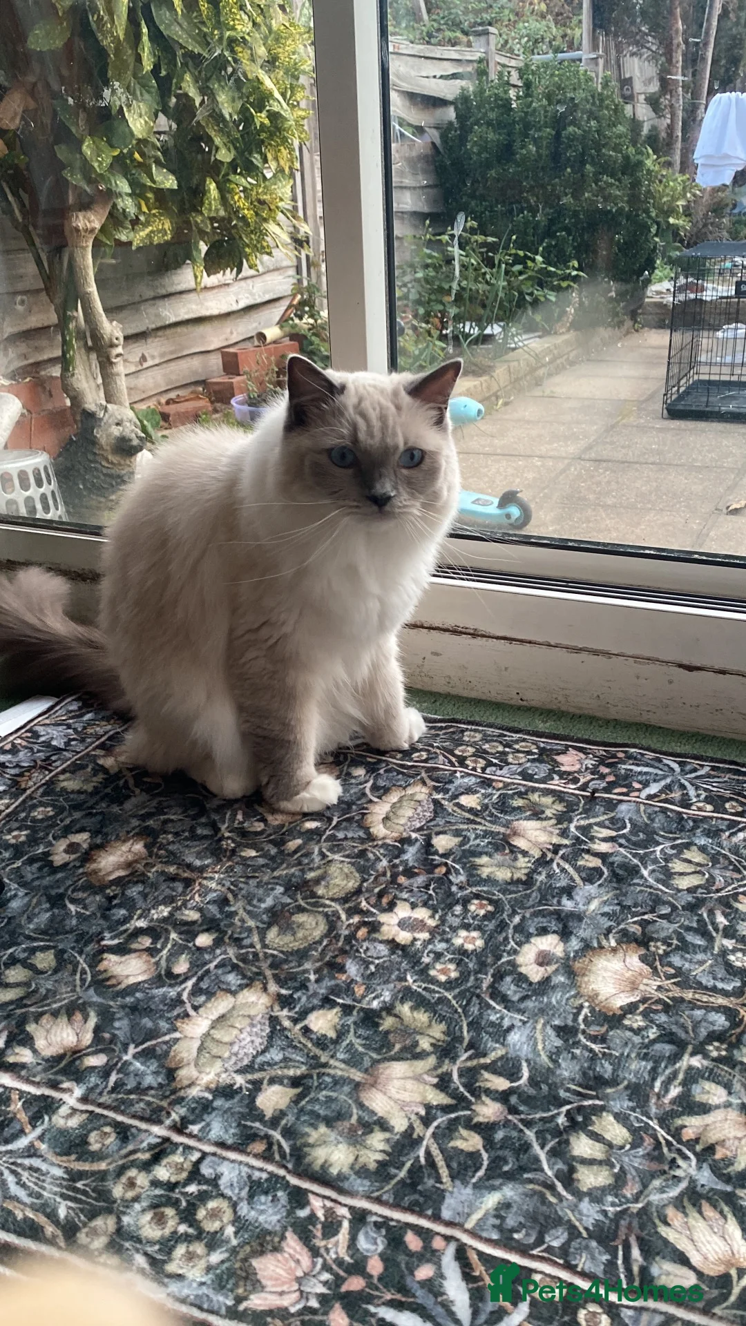 Ragdoll cats for sale: Beautiful 3-Year-Old Female Ragdoll Cat – £400 in Hounslow - Advert 2