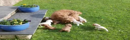 Cavapoo dogs for sale: Stunning Health Tested F1b Cavapoo Puppies - Advert 10