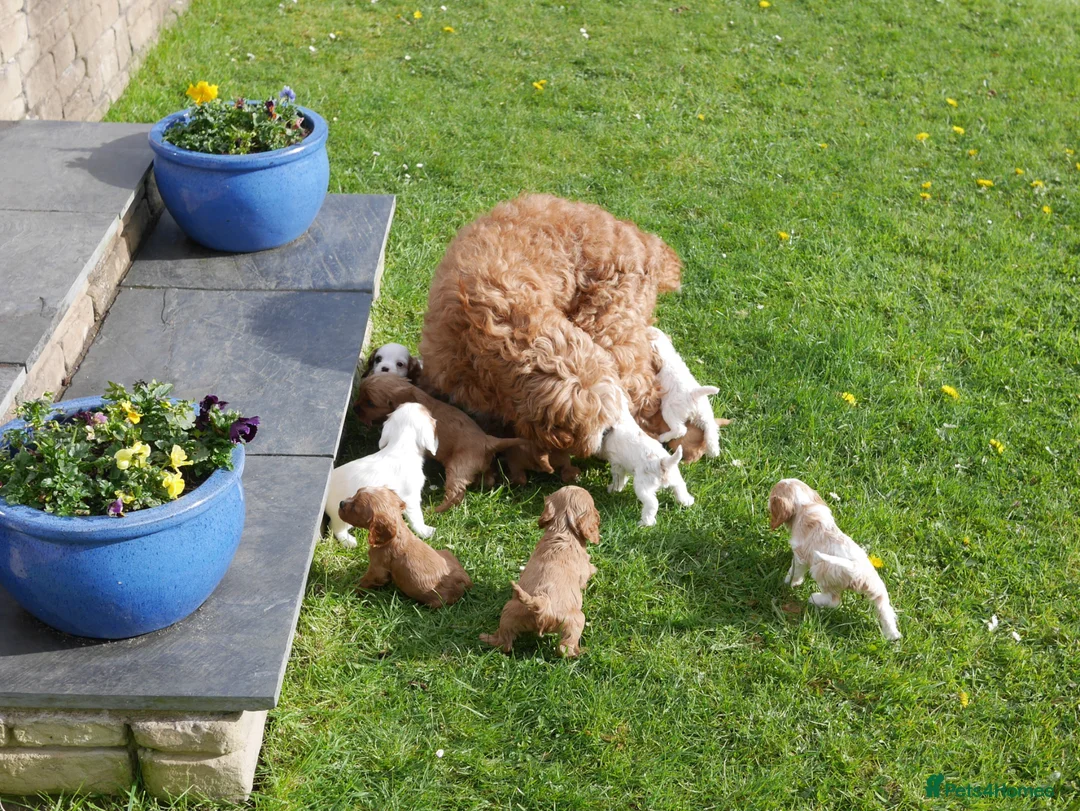 Cavapoo dogs for sale: Stunning Health Tested F1b Cavapoo Puppies - Advert 10