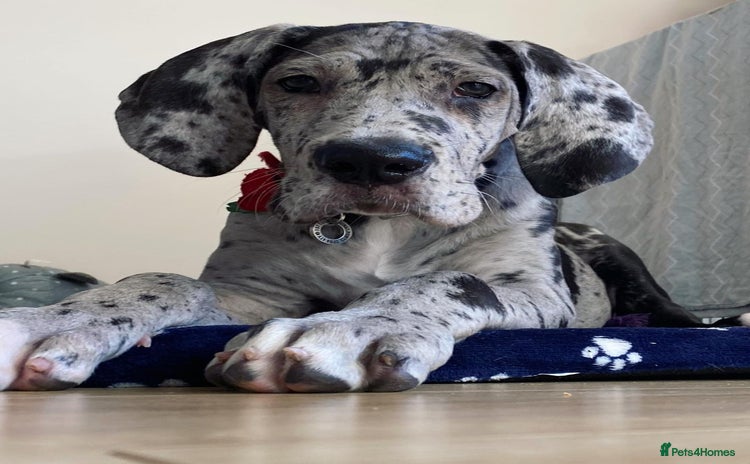 Great Dane dogs Female Great Puppy for Rehome - Advert 5