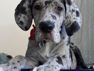 Great Dane dogs Female Great Puppy for Rehome - Advert 14