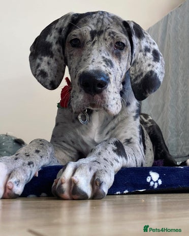 Great Dane dogs Female Great Puppy for Rehome - Advert 5