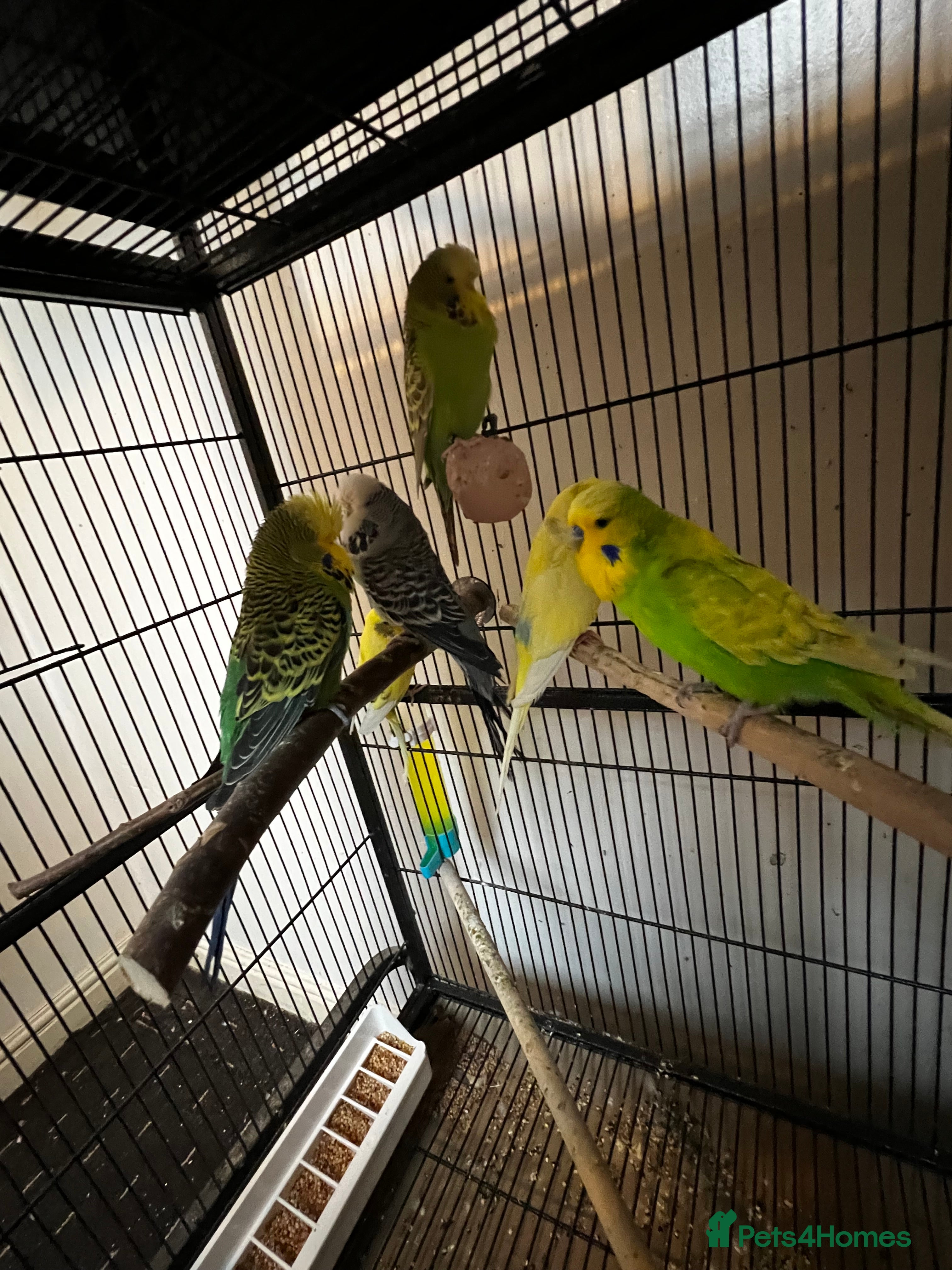 Budgerigars birds Budgies for sale  - Advert 4