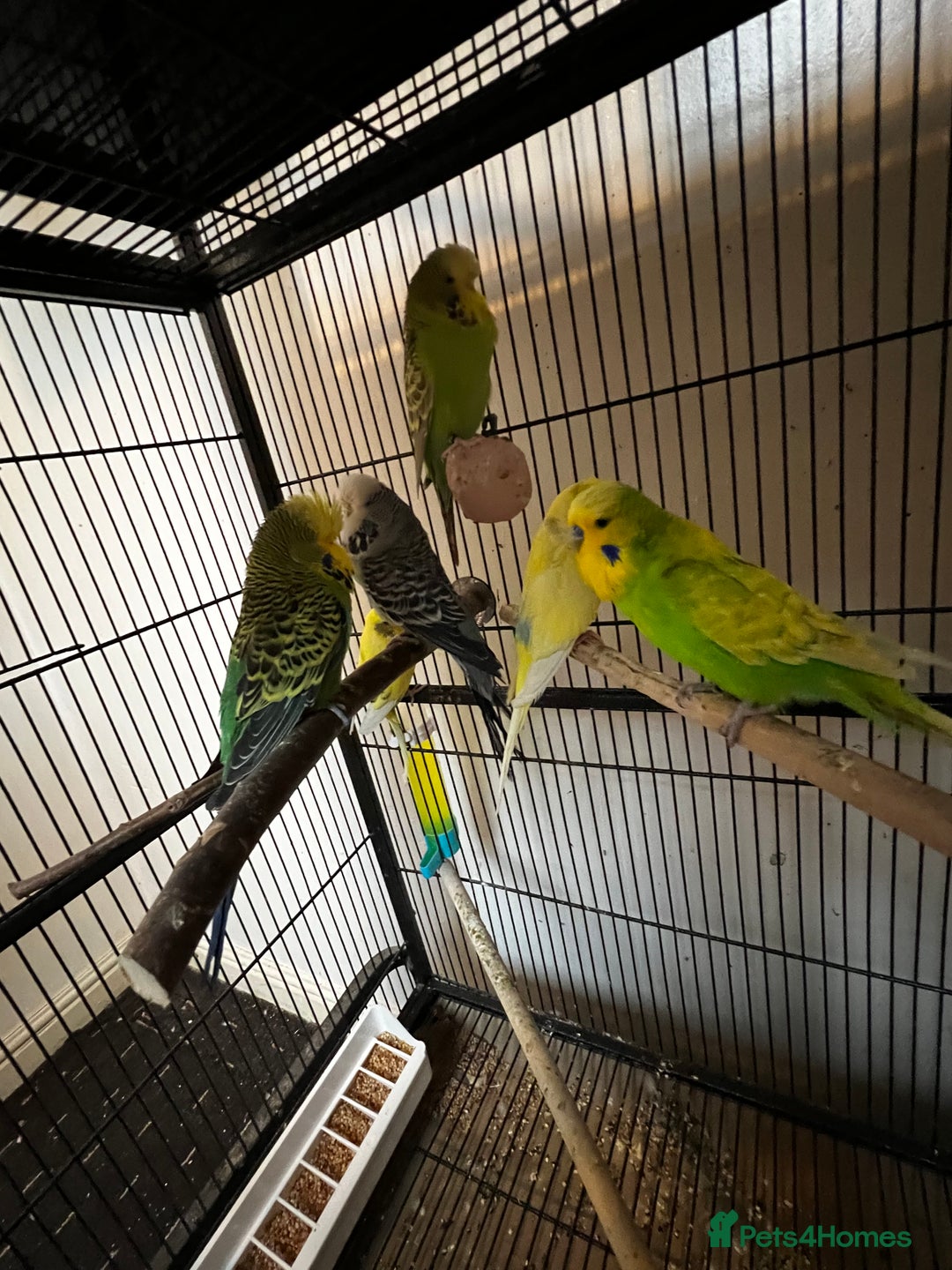 Budgerigars birds for sale: Budgies for sale  - Advert 1