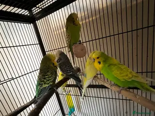 Budgerigars birds Budgies for sale - Advert 20