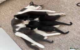 Mixed Breed cats for sale: 3 Beautiful boys  - Image 2