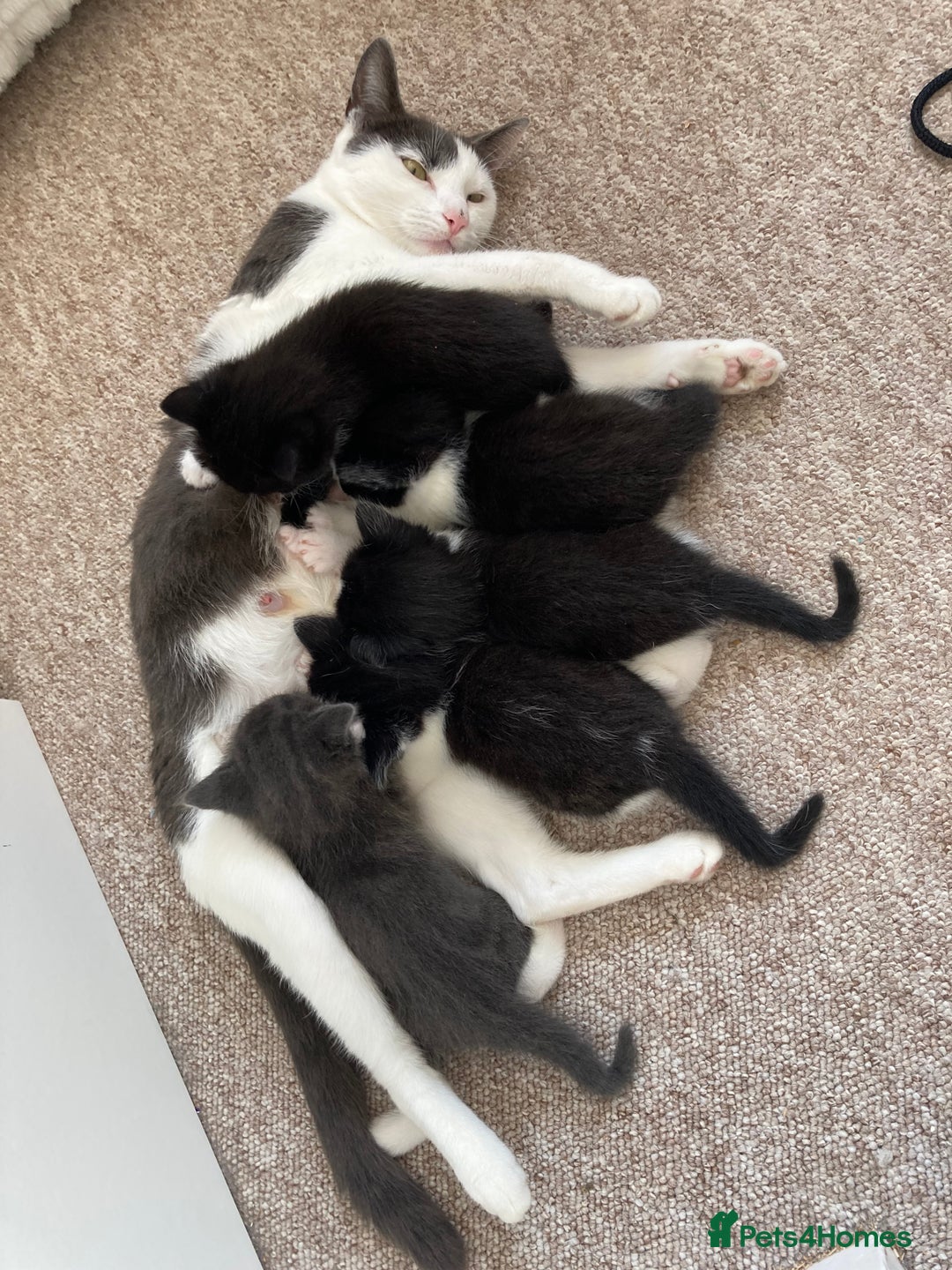 Mixed Breed cats for sale: 3 Beautiful boys  - Image 2