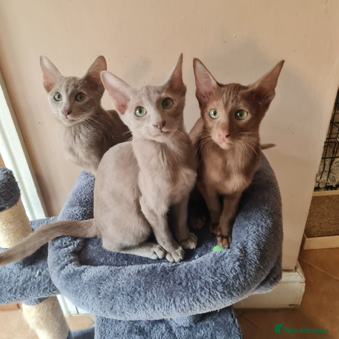 Suffolk cats for sale: Wonderful 5th generation home reared Suffolks - Advert 7