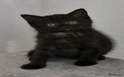 Mixed Breed cats for sale: 2 kittens half British Longhair  - Image 3