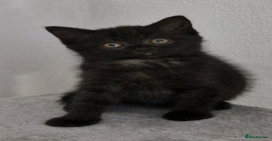 Mixed Breed cats - Advert 11