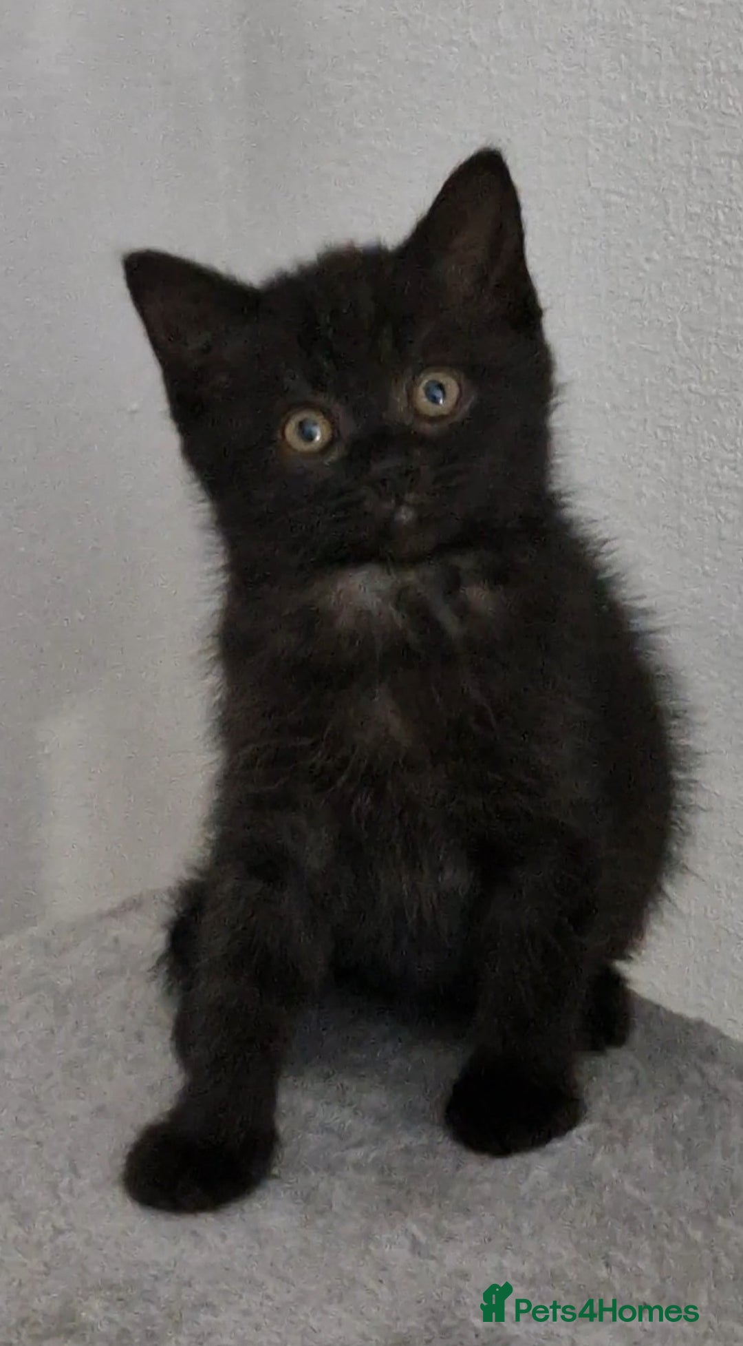 Mixed Breed cats for sale: 2 kittens half British Longhair  - Image 3
