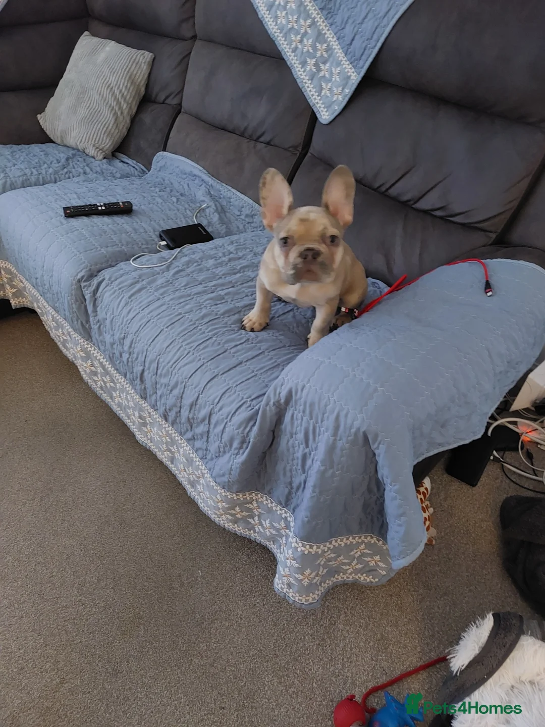 French Bulldog dogs for sale: A puppy full of life and very playful dog friendly in Evesham - Advert 1