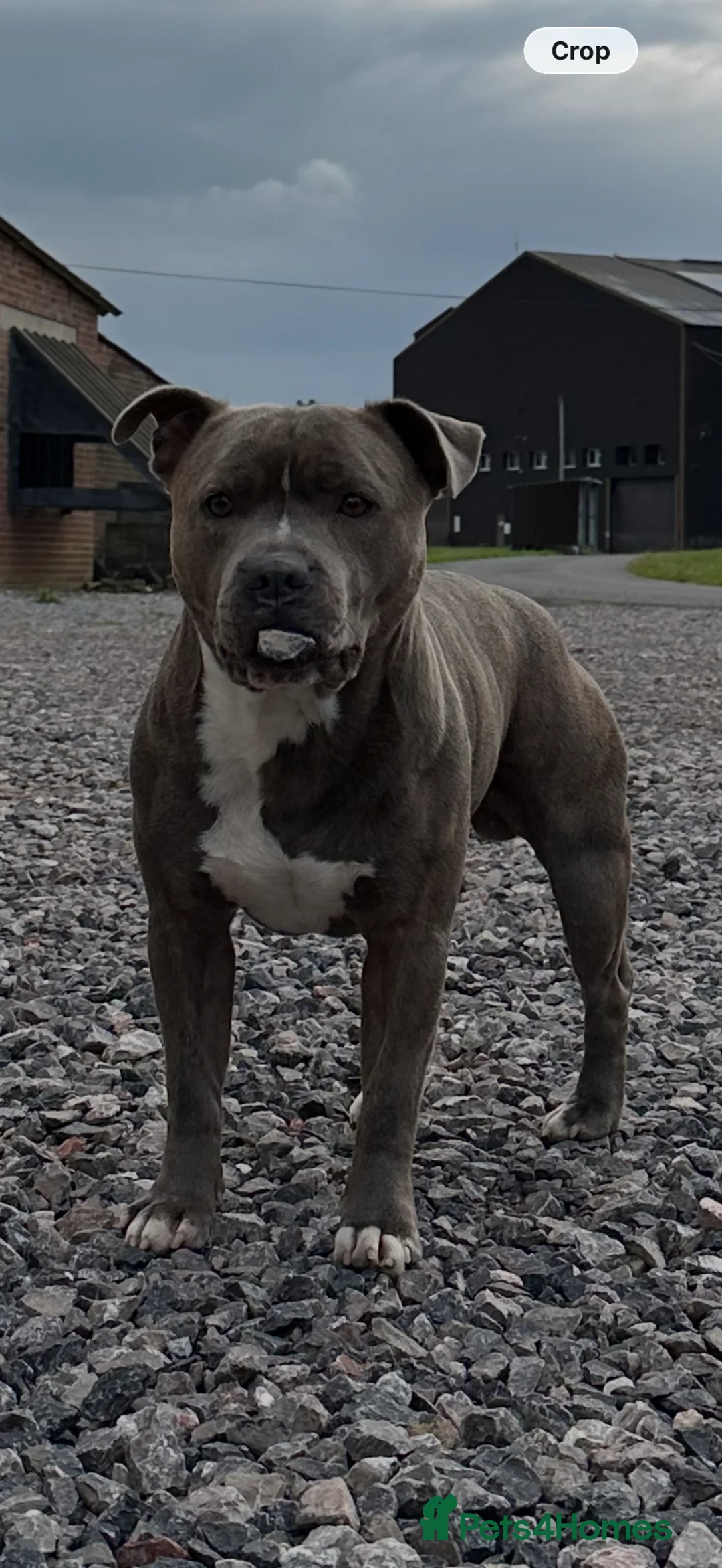 Staffordshire Bull Terrier dogs for stud: 🐶 BLUE STAFFY - STUD DOG - FIRST TIME 🐾 in Templecombe - Advert 2