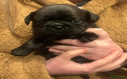 Pug dogs for sale: Chunky pug pups  - Advert 4