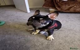 French Bulldog dogs for sale: Beautiful Health Checked French bulldog  - Image 8