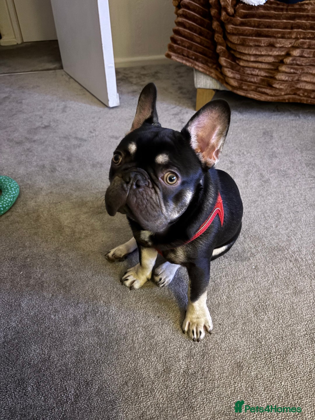 French Bulldog dogs for sale: Beautiful Health Checked French bulldog  - Image 8