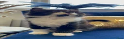 Domestic Shorthair cats for sale: Adorable Tuxedo Kittens Looking For New Homes - Advert 22